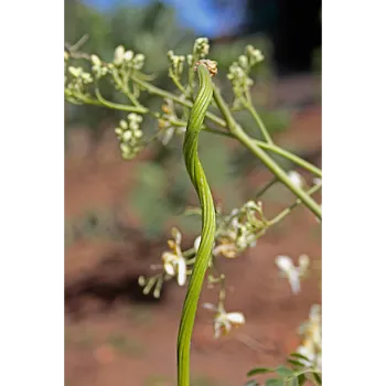 Moringa Leaves